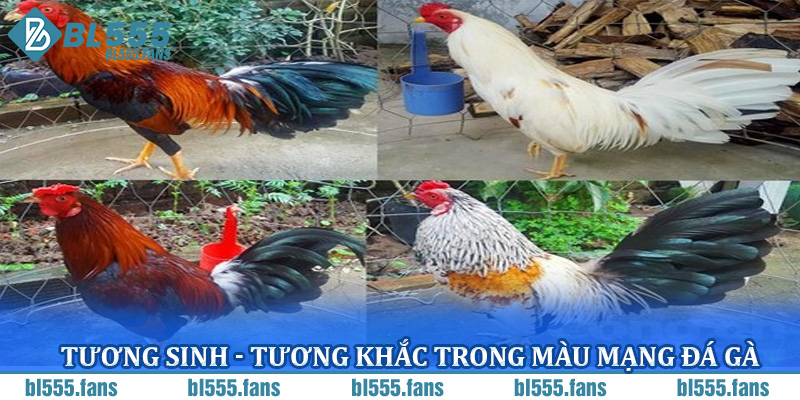 Tương sinh - tương khắc trong màu mạng đá gà