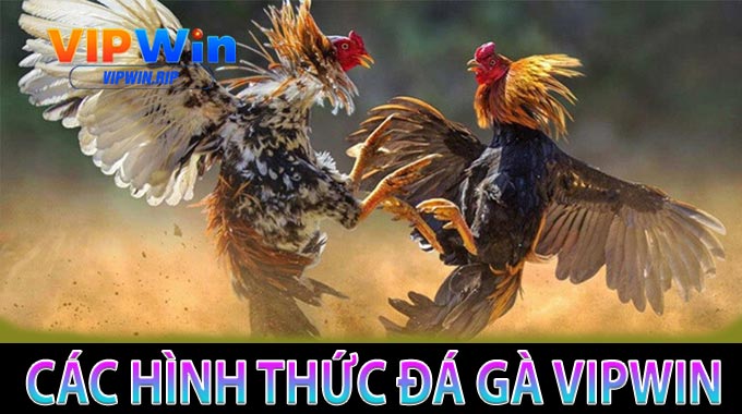 Các hình thức đá gà VIPWIN