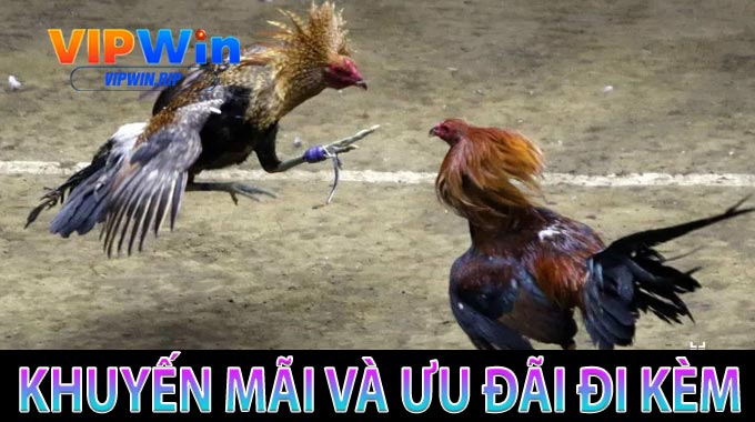 Khuyến mãi và ưu đãi đi kèm