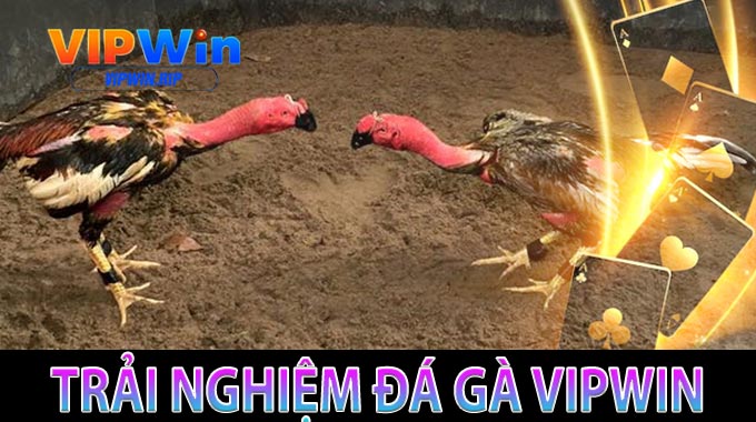 Trải Nghiệm Đá Gà VIPWIN