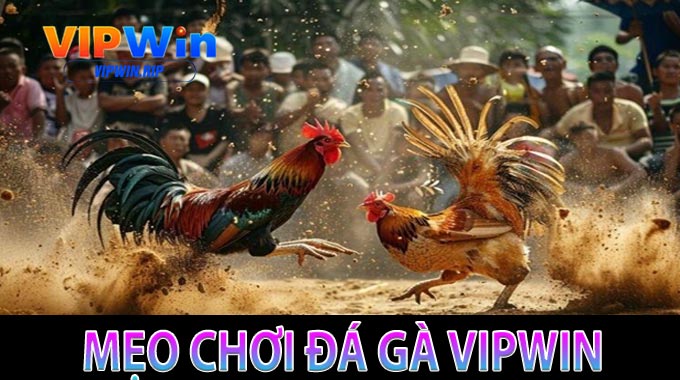 Mẹo chơi đá gà VIPWIN